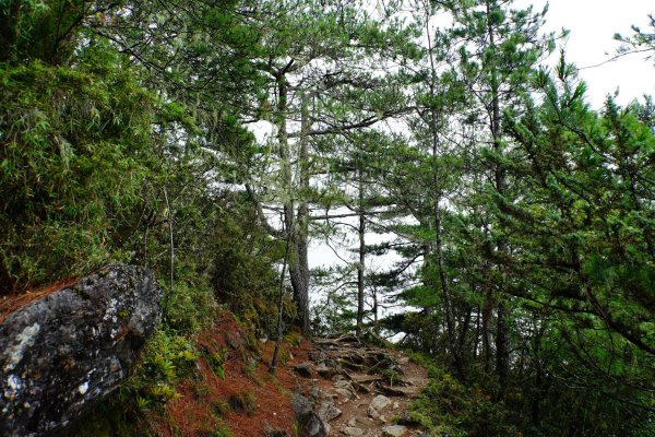 臺灣 嘉義 玉山3110180