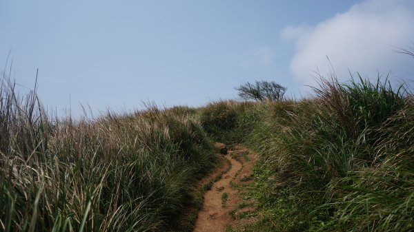 陽明山西段縱走 O形1916374