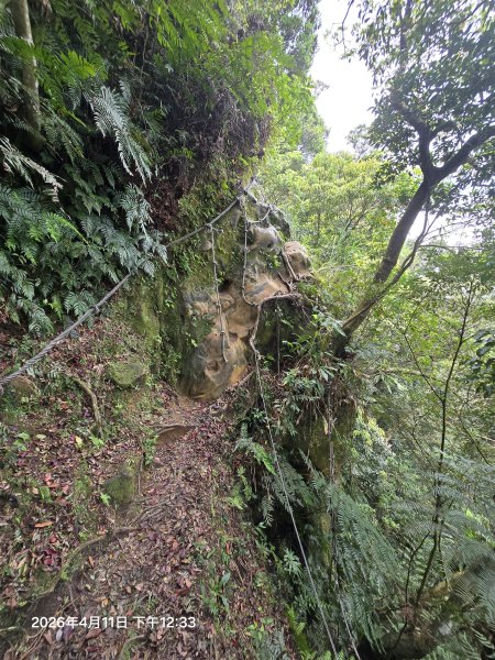 2026-04-11微笑山線：【二格山系】筆架連峰段3034602