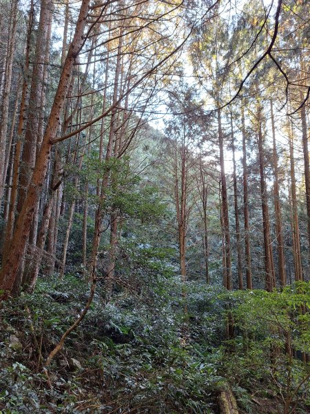 稍來神木+稍來山+稍來山南峰O型202412292678967
