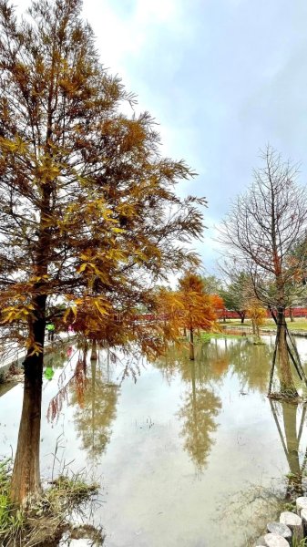 桃園大溪-花彩節🌼李騰芳古厝-月眉落雨松2936525