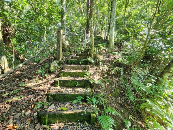 20260214磨碧潭山(坪林上三角崙山失敗中途撤退)回程順遊大尾山步道鬼子瀨尖3010929
