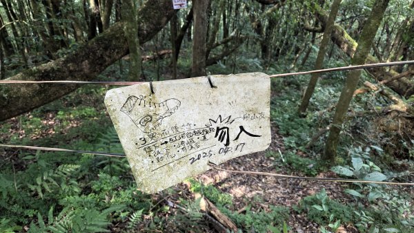 風和日麗來去烏來三山享受森林芬多精2984342