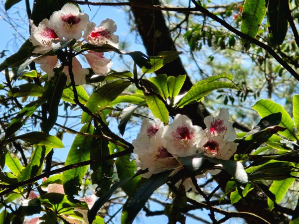 卓社大山〔武界栗栖溪登山口起登〕2748500