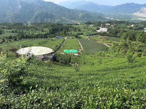 ［竹山］山坪頂茶山七星步道2909687