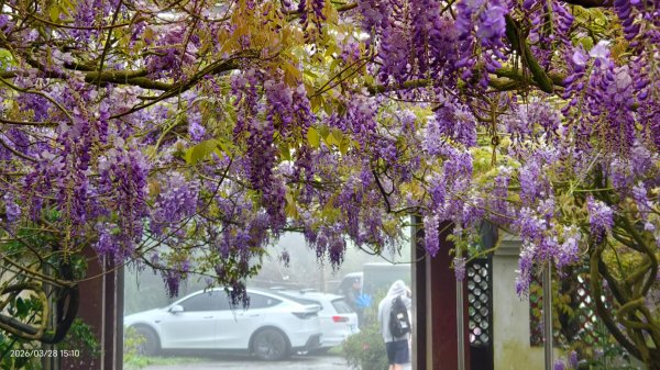 #天元宮 #吉野櫻 #頂湖小鎮 #紫藤 3/28