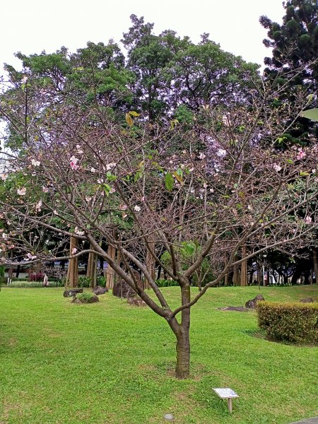 中正紀念堂走春踏青趣【齊心鞋力尋寶去】2006656