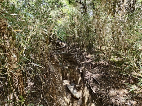 北一段(10/14)馬比杉山 2025_0906~132887121