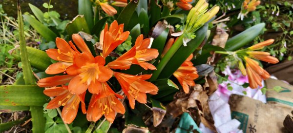 2025/03/16_蓬萊溪護魚步道+萊園坪山2737591