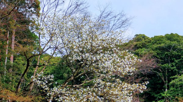 鹿兒島霧島神宮,神水峽3028251