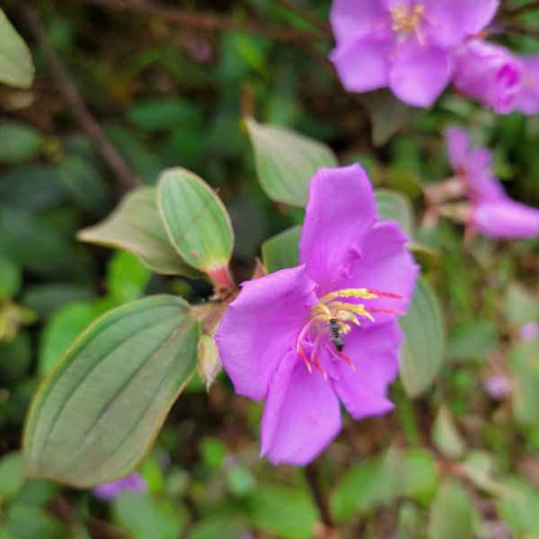 我家的後花園1716814