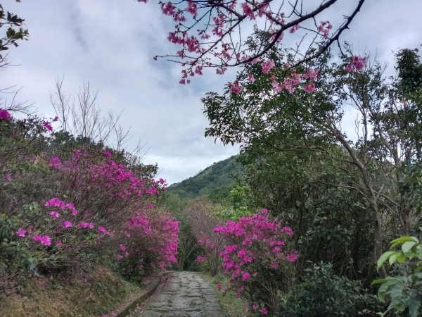 瑞芳區基隆山步道O型3010154