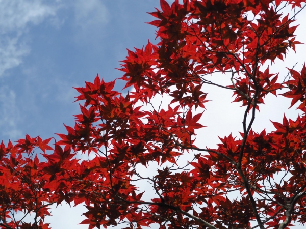 台灣唯一盛夏紫葉槭楓紅大爆發51766