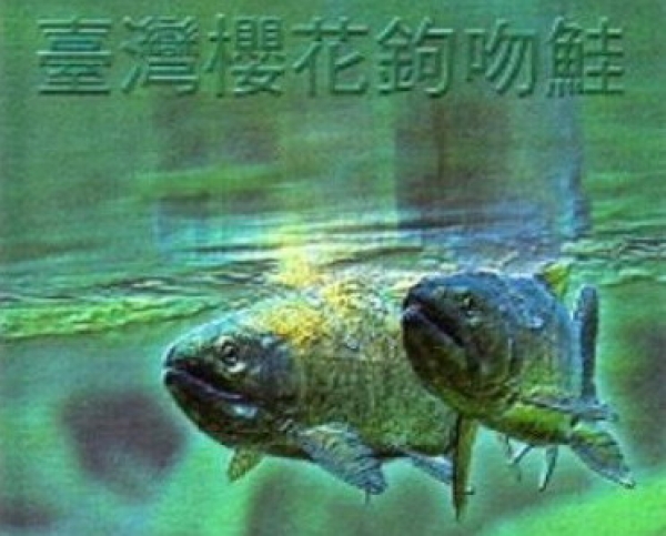 【DVD】飛越七家灣-臺灣櫻花鉤吻鮭