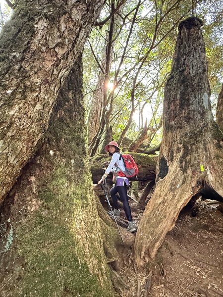 塔曼山 連走 拉拉山森林遊樂區 O繞 202510112923673
