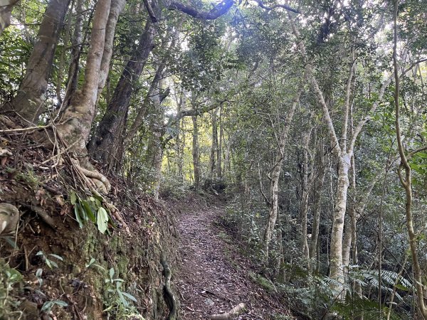 [淡蘭古道] 2025_0802 南路第四段2850820