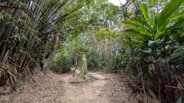 114.09.14青龍嶺-秋壇山-鎮遠山-大青坑崙-三角埔頂山之旅(二)2884591