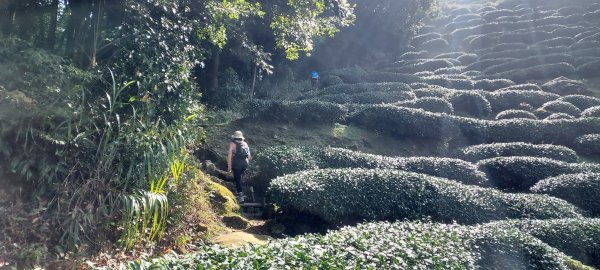 20250218 金柑樹山+忘憂森林2719538