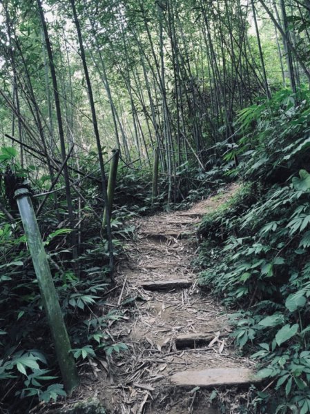 關刀山步道 之 宮崎駿式的浪漫🌹1489207