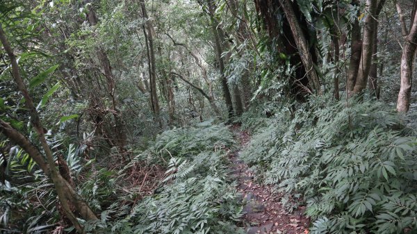 獵貍尖步道連走烏塗溪步道登山健行趣(淡蘭南路TK3-6&TK3-5&TK3-4)2404491