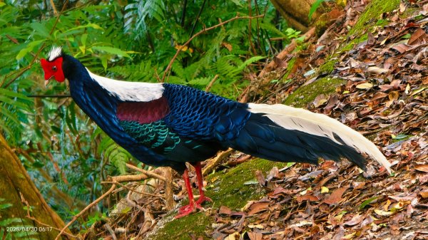 翡翠水庫壩頂 #火燒雲雲海 #日出雲海 #鱷魚島 #藍腹鷴 4/292773472