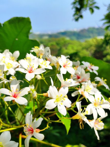 造橋車站-口山古道-鹿廚坑步道3039847