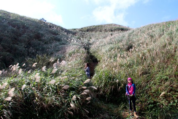 【金瓜石】漫山芒花怒放浪漫，礦山藍海奇景夢幻！2964007