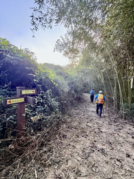 再訪八通關社寮古道登陳東坑山    2025.11.252946101