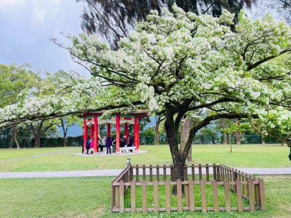 如夢似幻的四月雪-龍潭石管局-流蘇花盛開中2748608
