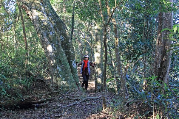 復興枕頭山古砲台步道O型279177