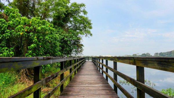 《臨江仙。黃花風鈴木》2735405