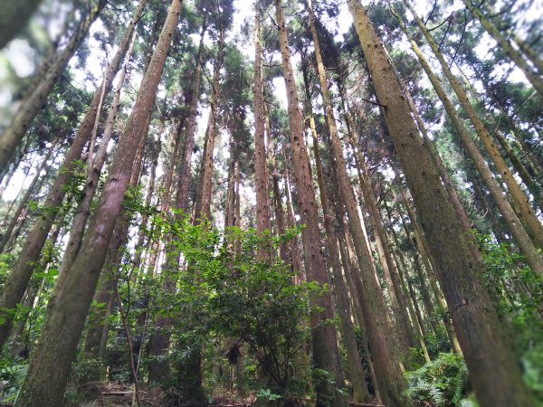 【台中。和平】綠蔭山林滿滿芬多精。大雪山林道 ~1860峰(長壽山)1425611