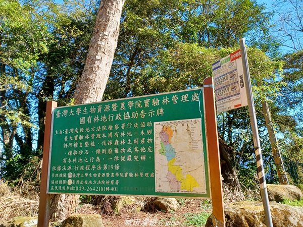 【南投。竹山】茶園竹林巨木櫻花景緻很美(四連峰)。 小百岳集起來。 編號54小百岳金柑樹山1624805