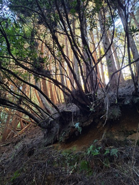 石山+阿毛神木202512112961786