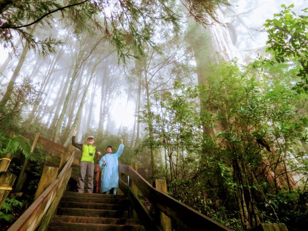 【新竹】觀霧迷幻森林：檜山巨木群步道1111978