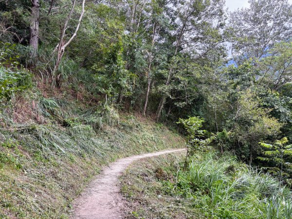 司馬庫斯巨木群登山步道2862136