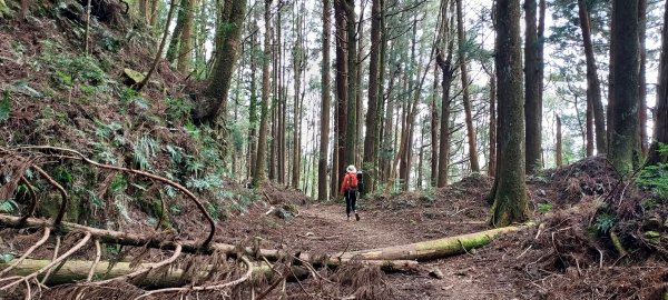 水漾森林、鹿屈山、眠月神木2729654