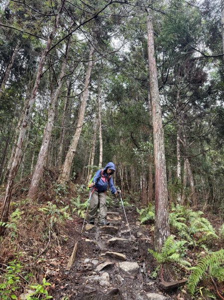回程下雨的 松鶴上 八仙山 202510252925758