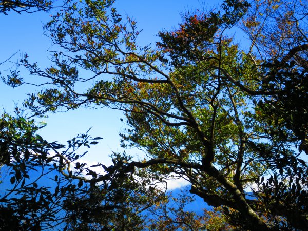 【新竹尖石】還記得北得拉曼山 這一季黃金山毛櫸的璀璨1183384