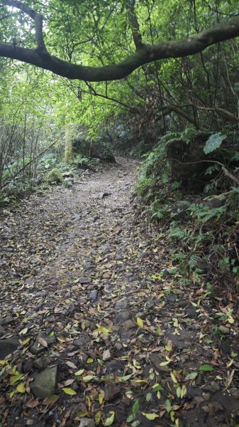 2025-0505 觀音山土路追桐花+牛港稜步道2781372
