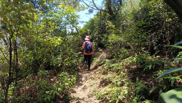 (姨婆趴趴走)第四十三集:攀登連走奇岩山、軍艦岩、丹鳳山2499561