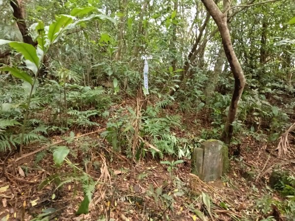 雙溪區石壁坑橋+平林山+武山煤礦土地公+上林山稜線+彎穹越嶺古道+石壁坑橋O型2991288