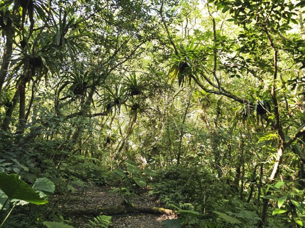枋山坑古道(淡蘭中路)-新北市坪林區2882701