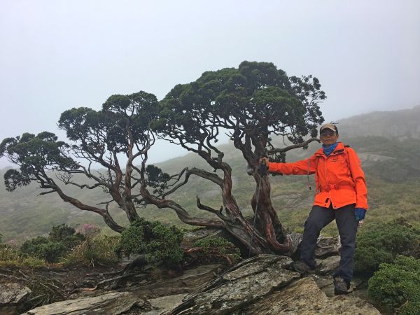 雲霧中賞合歡北峰杜鵑順訪台灣池345016