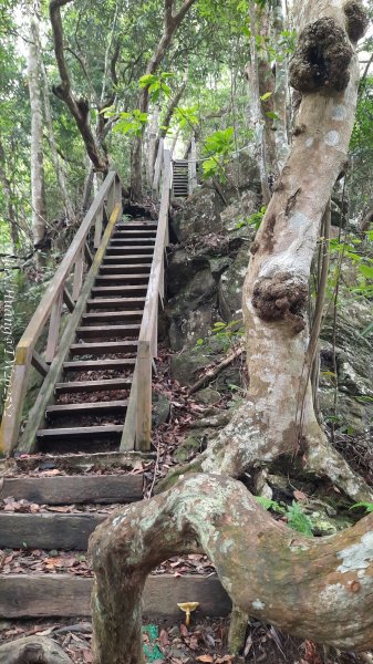 《台中》優美稜線｜橫嶺山自然步道（大雪山社區南登山口）202505312800223