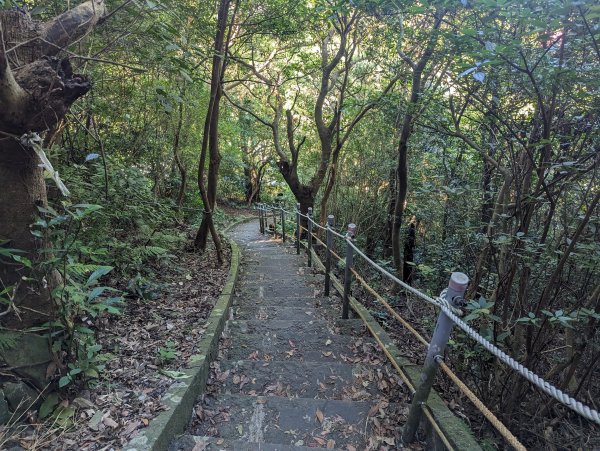 【觀音觀鷹尋寶任務】尖山(占山)、牛港稜山二條步道。占山遇見林雕2295351