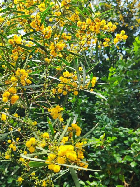 造橋車站-口山古道-鹿廚坑步道3039833