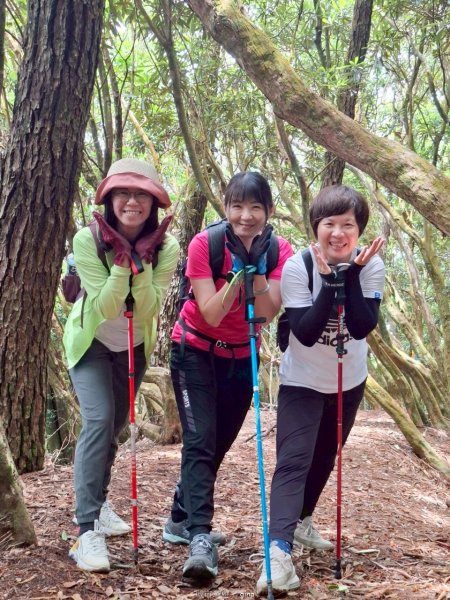 【台中和平】筆直的杉林.林相優美。 橫嶺山x沙連山P型2869040