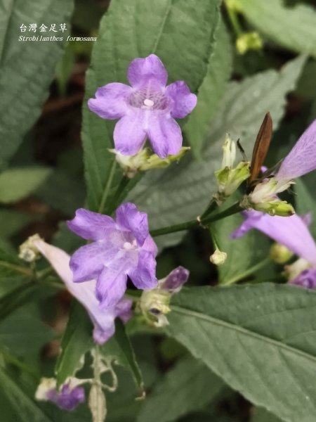 [百山百鳥尋旅-11/15] 2025_0927 大屯主峰-連峰步道_大屯山西峰2899453