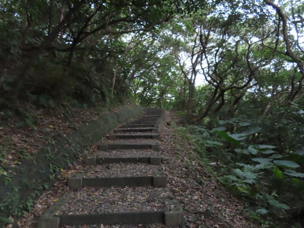 野柳山_駱駝峰稜線_維納斯海岸踏風健走2362534